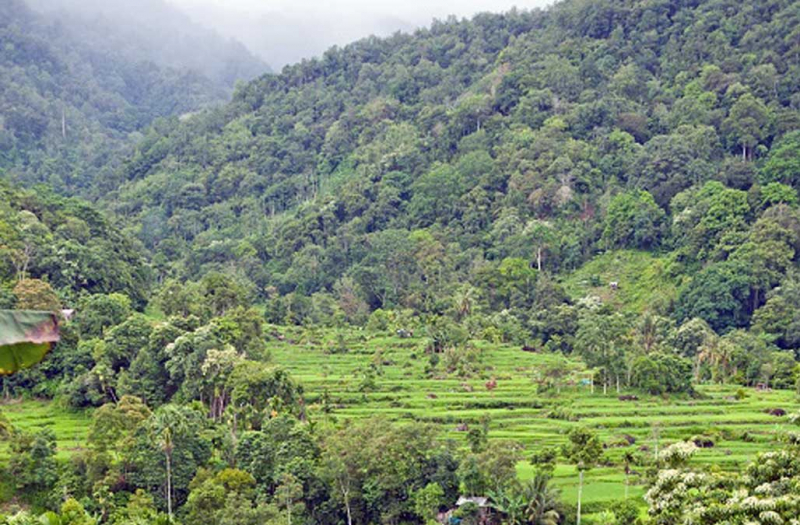 Refleksi 50 Tahun Hutan Jambi, PETAJAMBI.COM