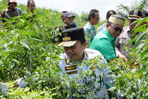 Berdialog dengan Petani di Desa Tidar Kuranji, Gubernur Jambi Dukung Pengembangan Komoditas Cabai, PETAJAMBI.COM