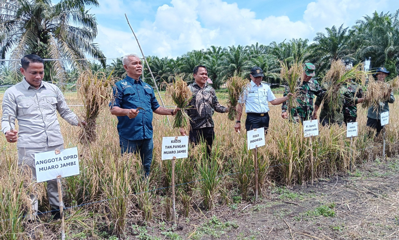 Panen Perdana Padi Teknik MTOT Hasilkan Gabah 6,8 Ton, PETAJAMBI.COM