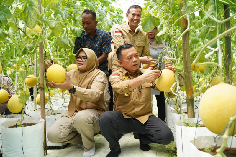 Kunker ke Tanjungjabung Timur, Al Haris Tinjau Jalan dan Panen Perdana Melon Premium, PETAJAMBI.COM